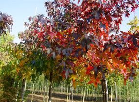 Ambroň západní - Liquidambar styraciflua