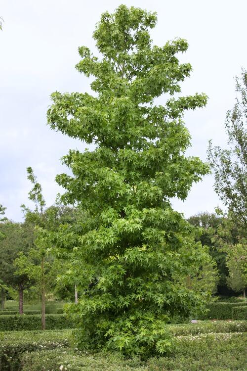 Ambroň západní - Liquidambar styraciflua