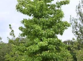 Ambroň západní - Liquidambar styraciflua