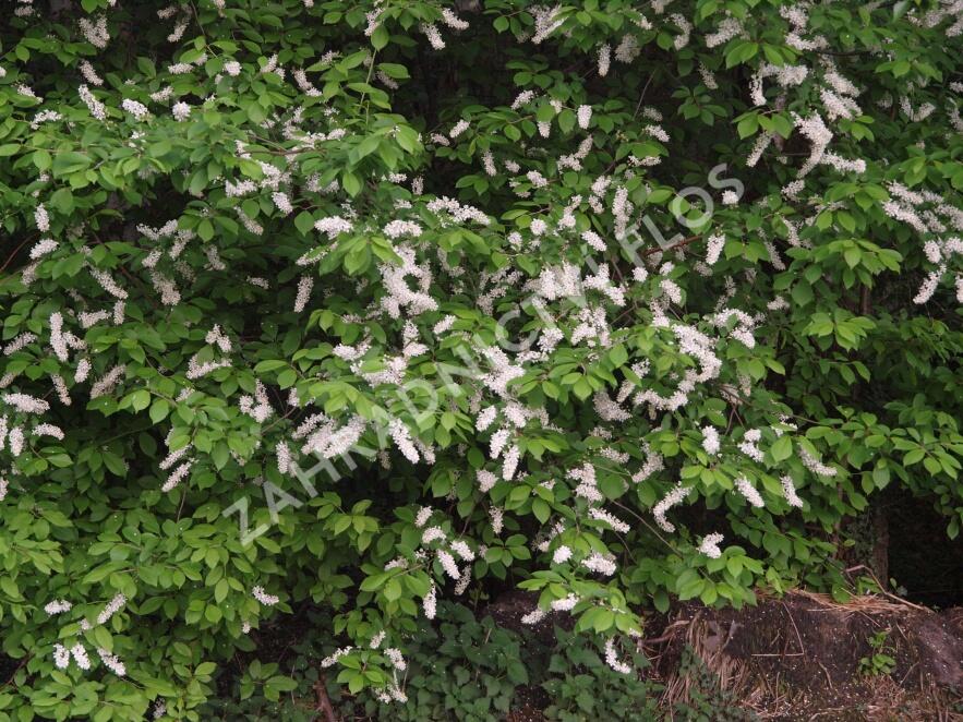Střemcha obecná - Prunus padus
