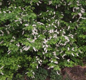 Střemcha obecná - Prunus padus