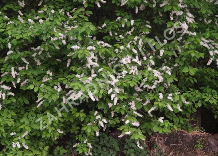 Střemcha obecná - Prunus padus