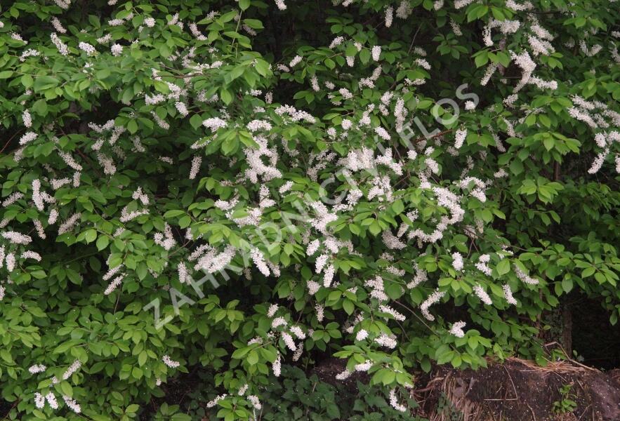 Střemcha obecná - Prunus padus
