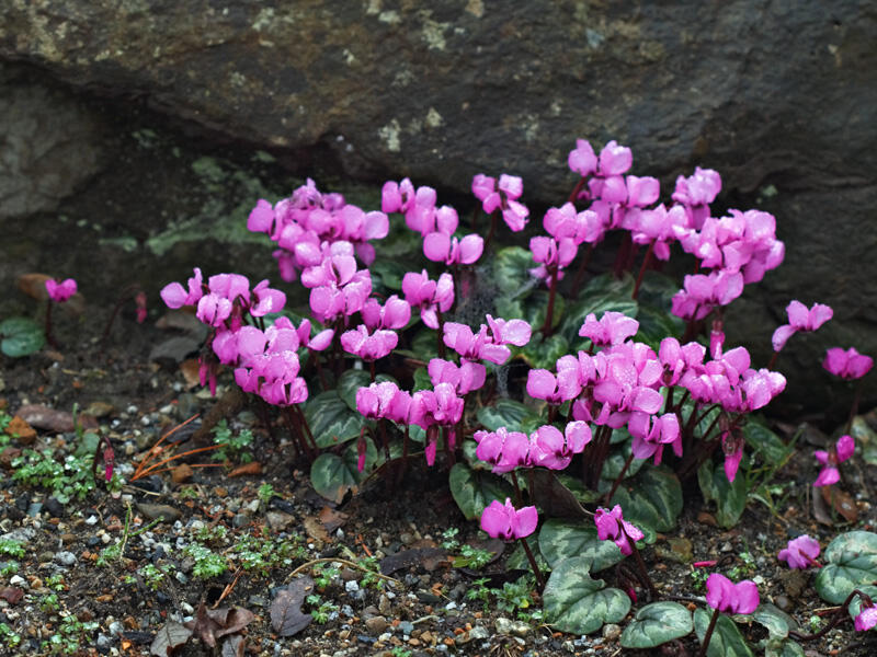 Brambořík jarní - Cyclamen coum