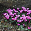 Brambořík jarní - Cyclamen coum