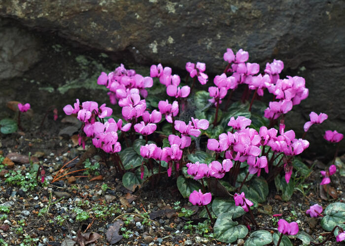 Brambořík - Cyclamen coum