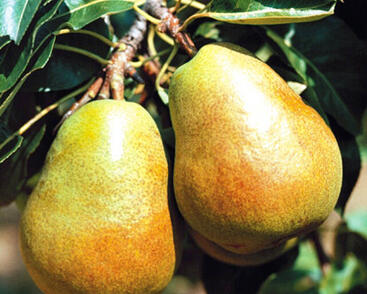 Hrušeň zimní 'Lucasova'