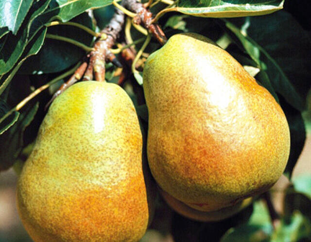 Hrušeň zimní 'Lucasova' - Pyrus communis 'Lucasova'