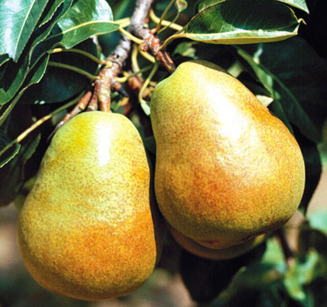 Hrušeň zimní 'Lucasova' - Pyrus communis 'Lucasova'