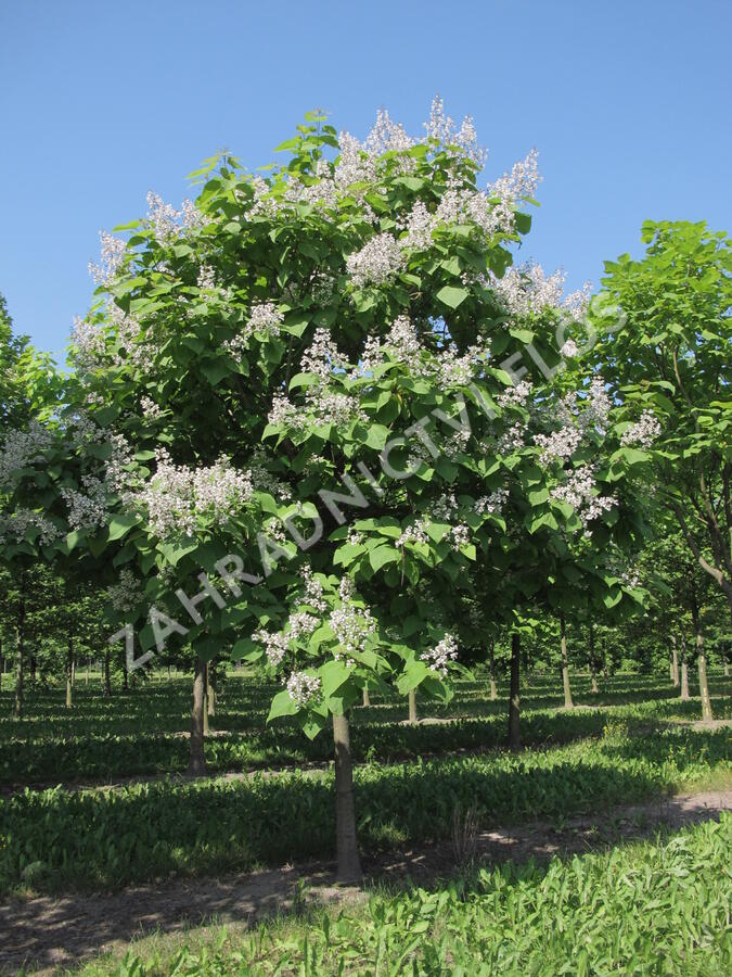 Katalpa trubačovitá - Catalpa bignonioides