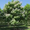 katalpa trubaovit - Catalpa bignonioides