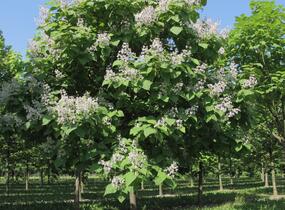 Katalpa trubačovitá - Catalpa bignonioides