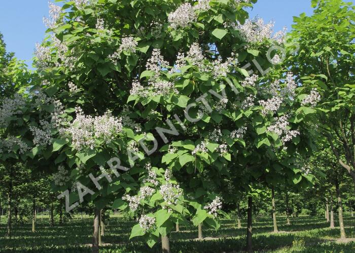 Katalpa trubačovitá - Catalpa bignonioides