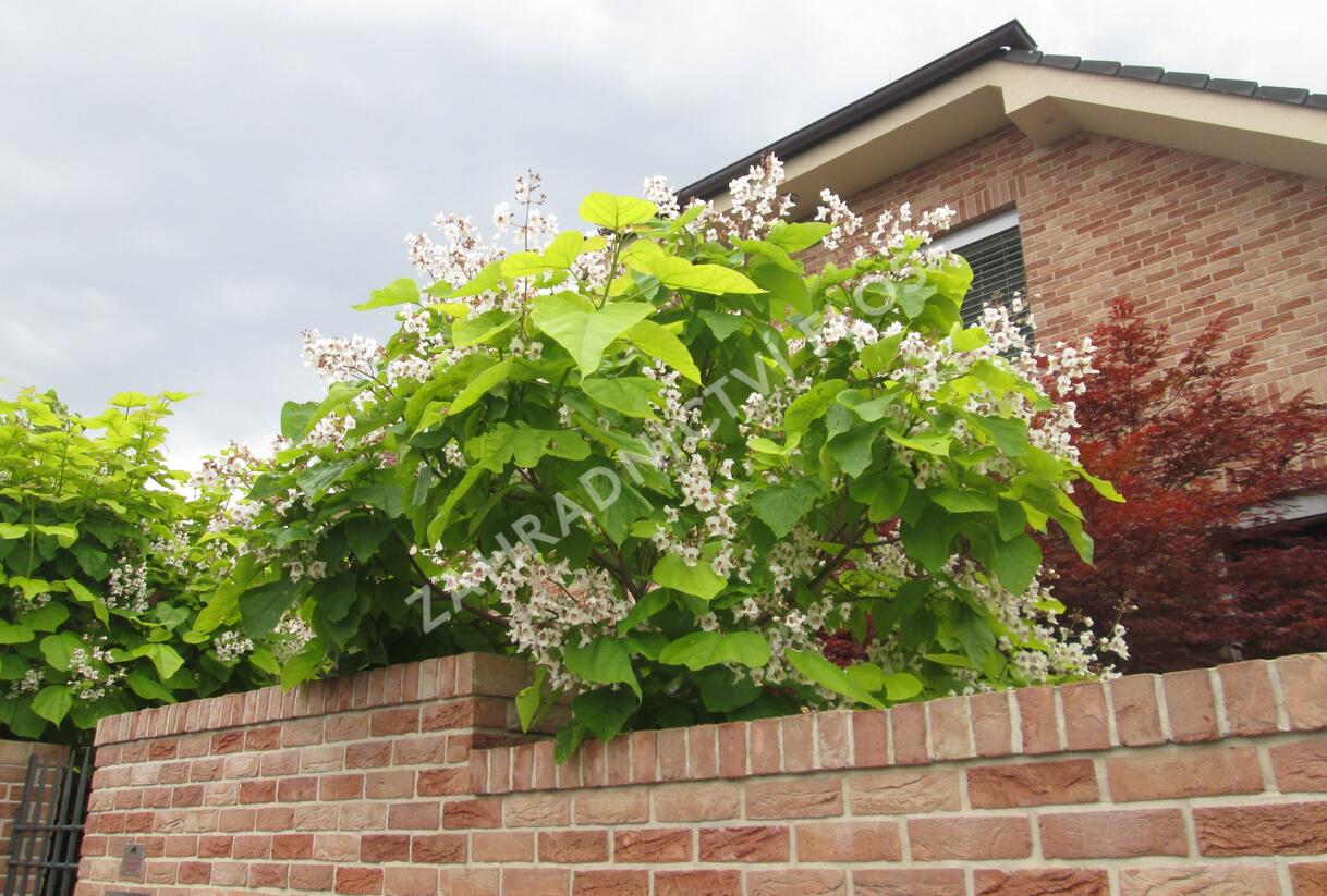 Katalpa trubačovitá - Catalpa bignonioides