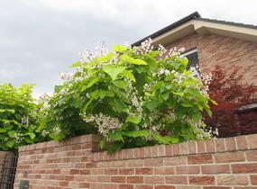 Katalpa trubačovitá - Catalpa bignonioides