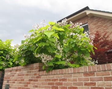 Katalpa trubačovitá