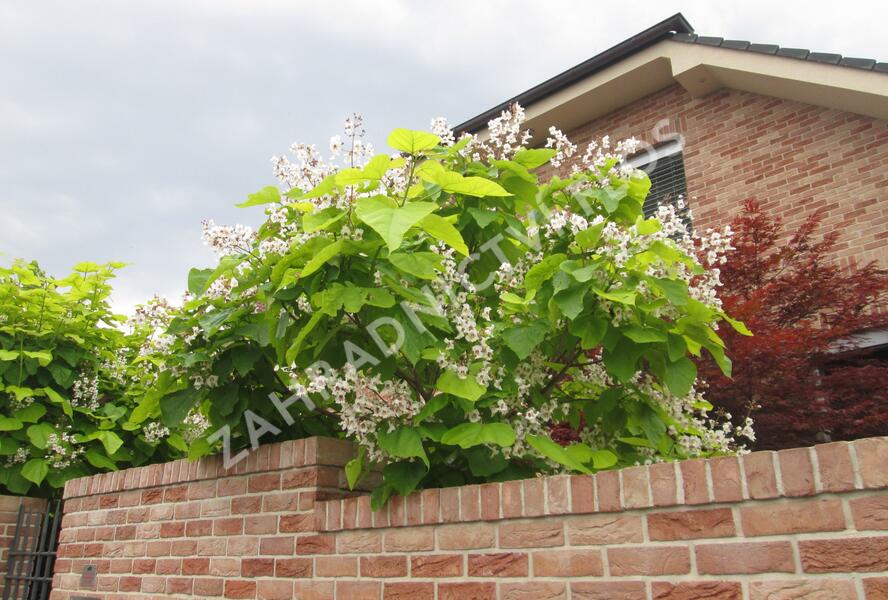 Katalpa trubačovitá - Catalpa bignonioides