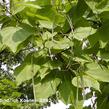 Katalpa trubačovitá - Catalpa bignonioides