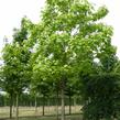 Katalpa trubačovitá - Catalpa bignonioides