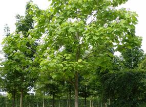 Katalpa trubačovitá - Catalpa bignonioides