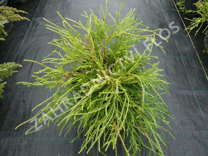 Cypřišek hrachonosný 'Sungold' - Chamaecyparis pisifera 'Sungold'