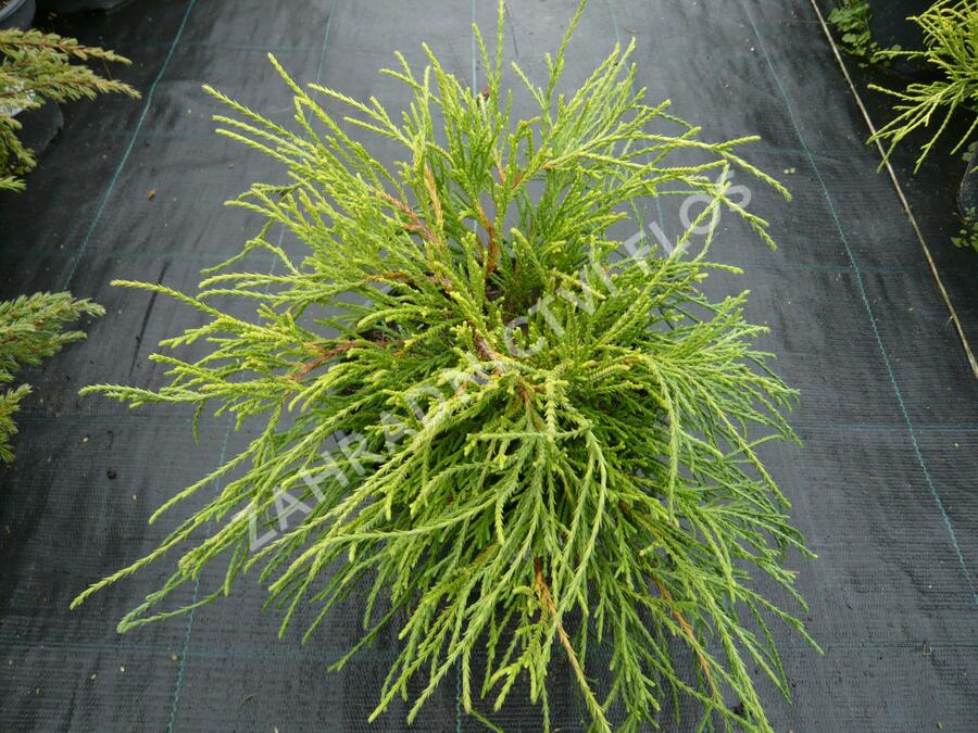 Cypřišek hrachonosný 'Sungold' - Chamaecyparis pisifera 'Sungold'