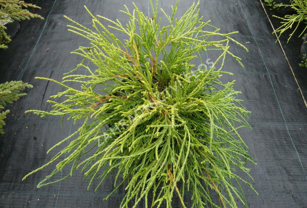 Cypřišek hrachonosný 'Sungold' - Chamaecyparis pisifera 'Sungold'