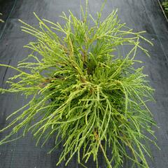 Cypřišek hrachonosný 'Sungold' - Chamaecyparis pisifera 'Sungold'