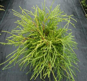 Cypřišek hrachonosný 'Sungold' - Chamaecyparis pisifera 'Sungold'