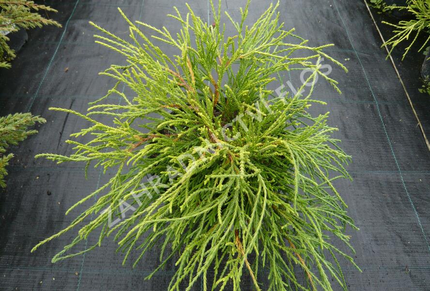Cypřišek hrachonosný 'Sungold' - Chamaecyparis pisifera 'Sungold'