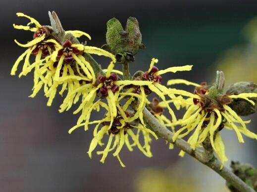 Vilín prostřední 'Westerstede' - Hamamelis intermedia 'Westerstede'