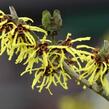 Vilín prostřední 'Westerstede' - Hamamelis intermedia 'Westerstede'