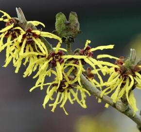 Vilín prostřední 'Westerstede' - Hamamelis intermedia 'Westerstede'