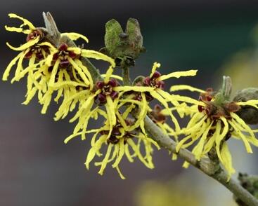 Vilín prostřední 'Westerstede'