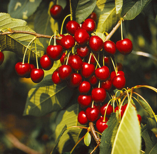 Třešeň pozdní chrupka 'Kordia' - Prunus avium 'Kordia'