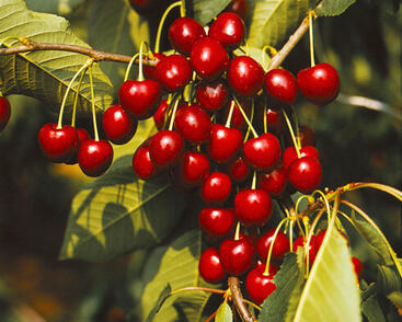 Třešeň pozdní chrupka 'Kordia'