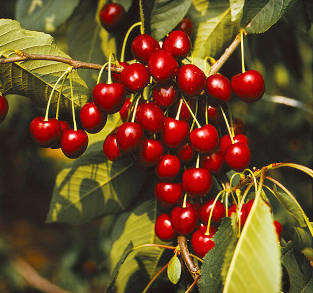 Třešeň pozdní chrupka 'Kordia' - Prunus avium 'Kordia'