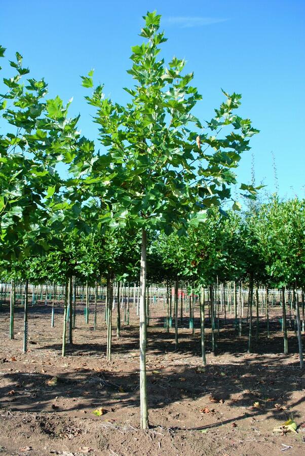 Platan javorolistý - Platanus acerifolia