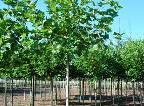 Platan javorolistý - Platanus acerifolia