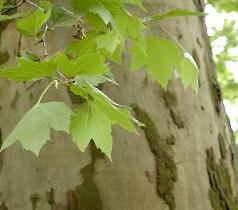 Platan javorolistý - Platanus acerifolia