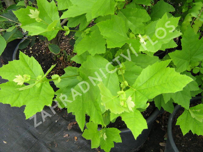 Platan javorolistý - Platanus acerifolia