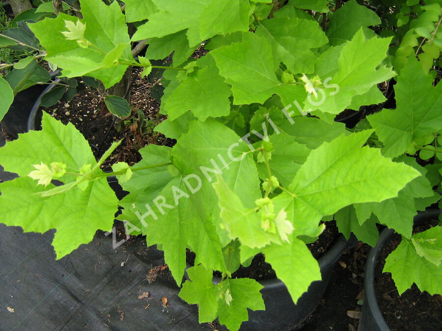 Platan javorolistý - Platanus acerifolia