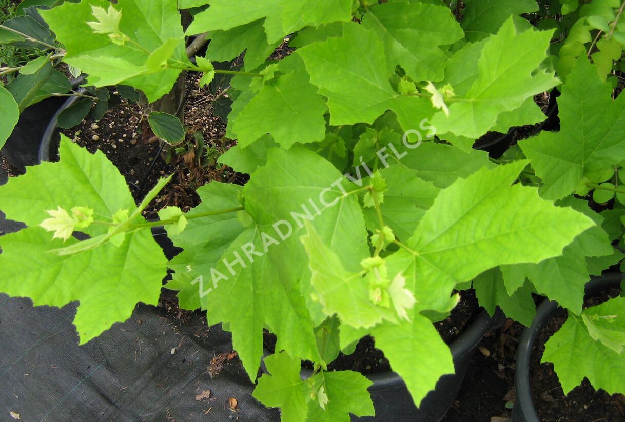 Platan javorolistý - Platanus acerifolia