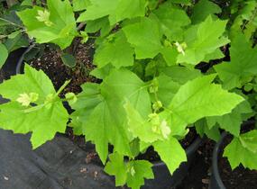 Platan javorolistý - Platanus acerifolia