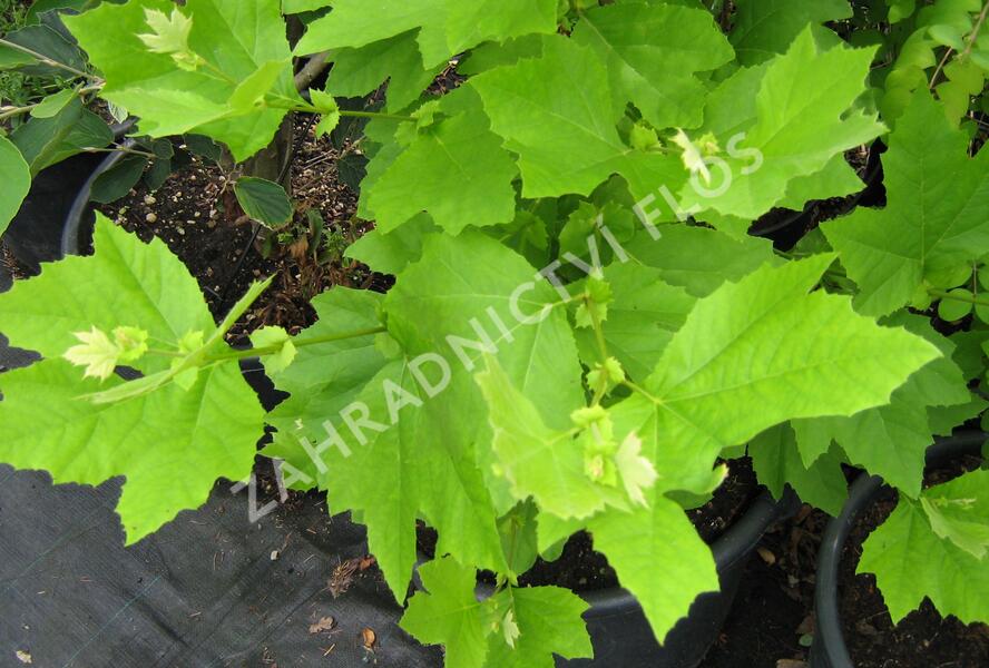 Platan javorolistý - Platanus acerifolia