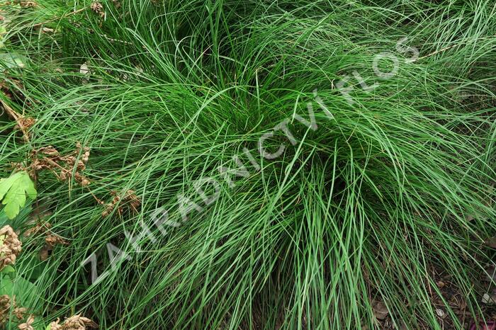 Ostřice nízká - Carex humilis