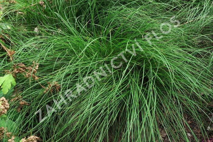Ostřice nízká - Carex humilis (F)