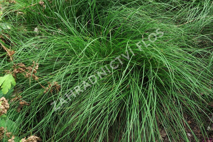 Ostřice nízká - Carex humilis