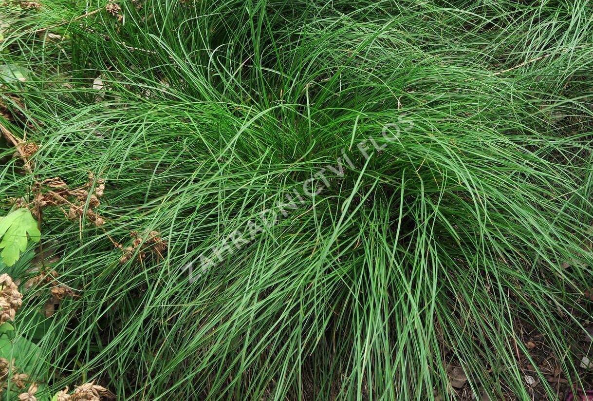 Ostřice nízká - Carex humilis