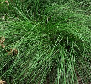 Ostřice nízká - Carex humilis